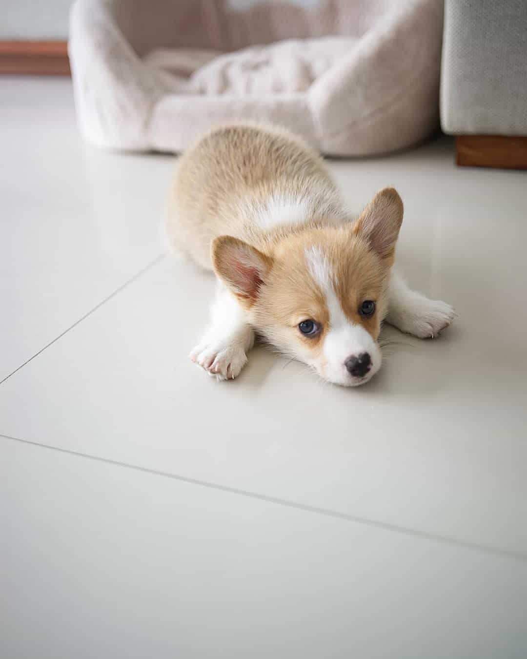 Corgi Puppies