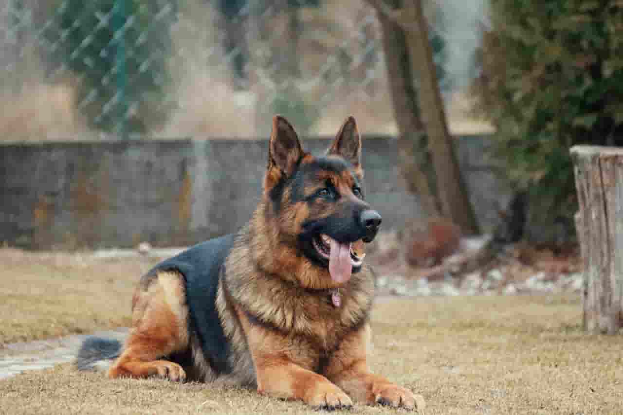 German Shepherd Dog