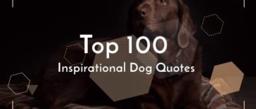 Inspirational Dog Quotes