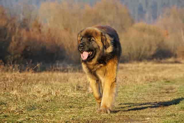 Biggest Dog Breeds - Leonberger
