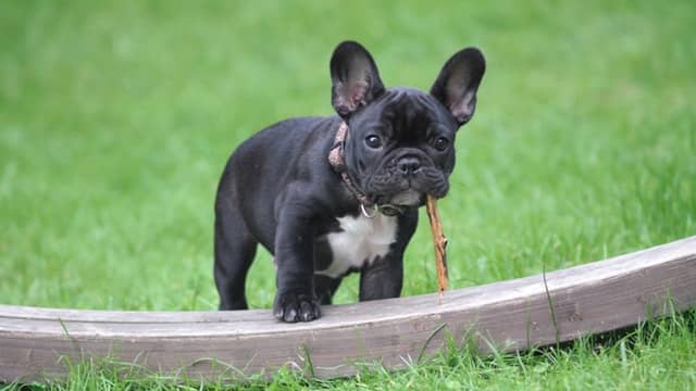 French Bulldog Breed