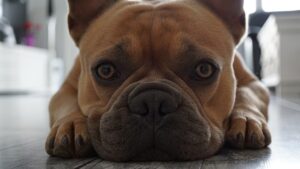 The French Bulldog Breed Complete Guide