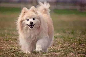 Best Small Dog Breeds – Pomeranian