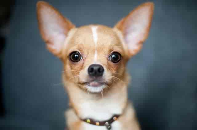Best Small Dog Breeds - Chihuahua