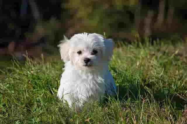Best Small Dog - Maltese