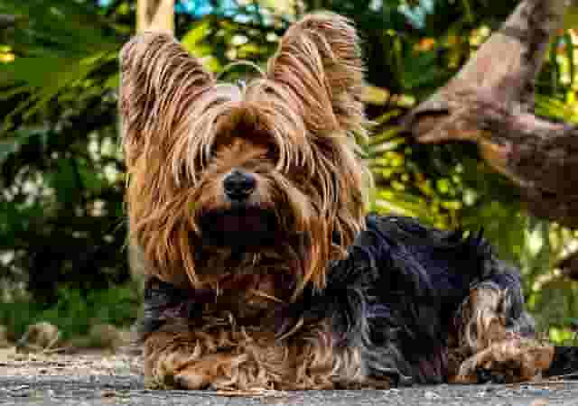 Best Small Dog - Yorkshire Terrier