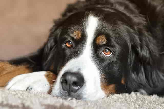 Biggest Dog Breeds - Bernese Mountain Dog