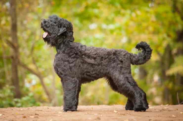 Biggest Dog Breeds - Black Russian Terrier