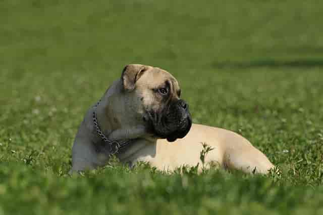Biggest Dog Breeds - Bullmastiff