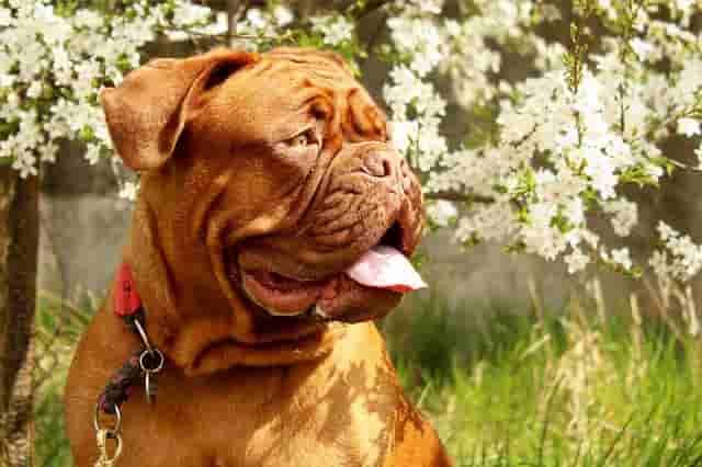 Biggest Dog Breeds - Dogue de Bordeaux