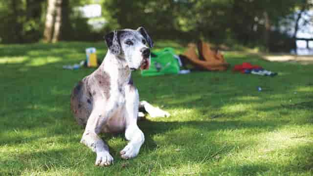 Biggest Dog Breeds - Great Dane