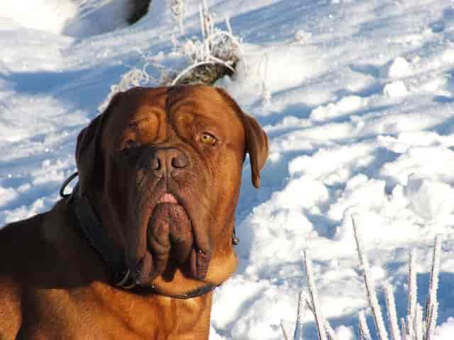 Biggest Dog Breeds - Mastiff