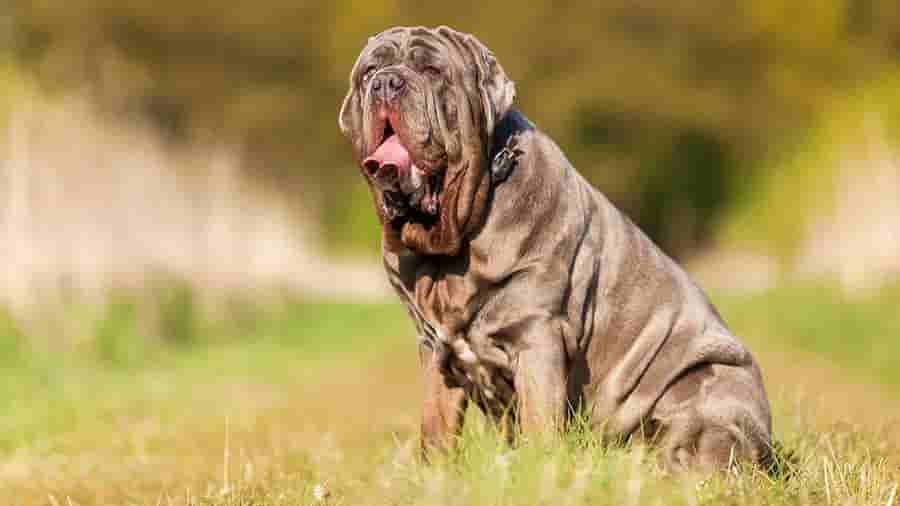 Biggest Dog Breeds - Neapolitan Mastiff