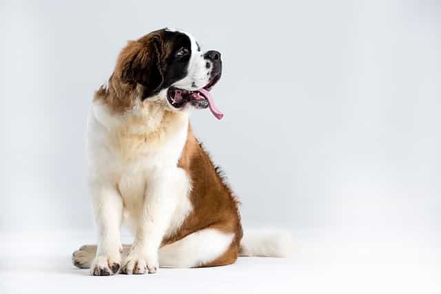 Biggest Dog Breeds - Saint Bernard