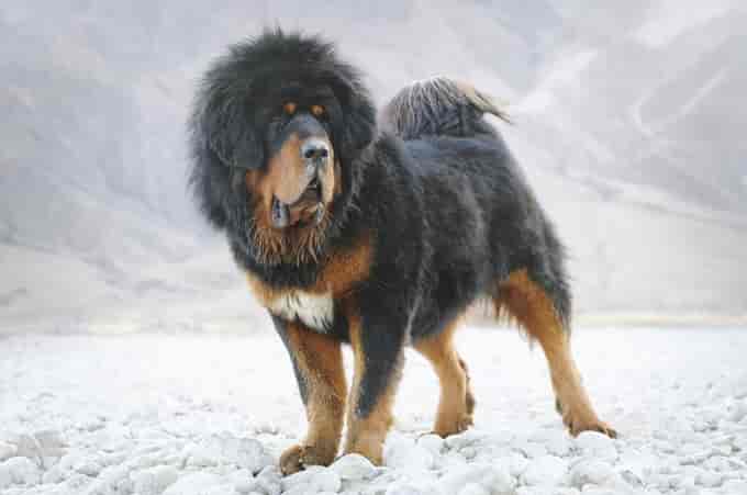 Biggest Dog Breeds - Tibetan Mastiff