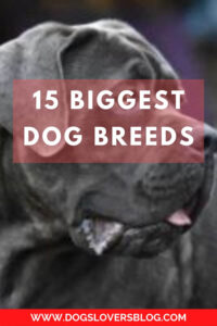 15 Biggest Dog Breeds