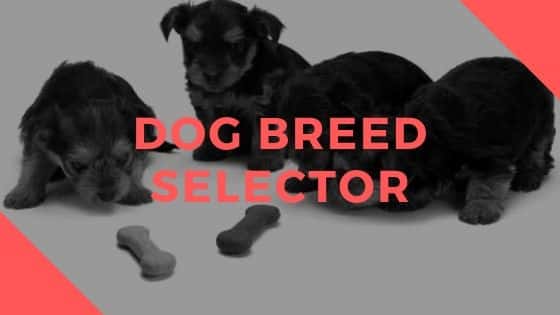Dog Breed Selector 2023: Take Our Dog Breed Selector Poll Today!