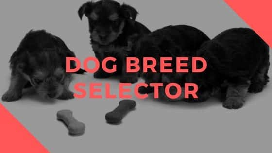 Dog Breed Selector 2023: Take Our Dog Breed Selector Poll Today! Dog Breed Selector 2023: Take Our Dog Breed Selector Poll Today!