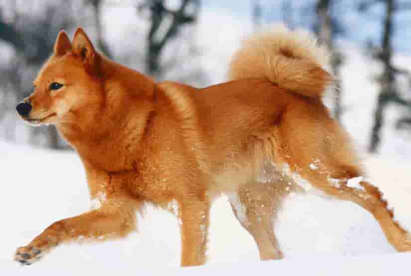 10 Rare Dog Breeds That Make The Best Pets | Page 3 of 10 ...