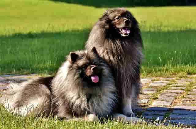 Medium Fluffy Dogs Breeds - Keeshond