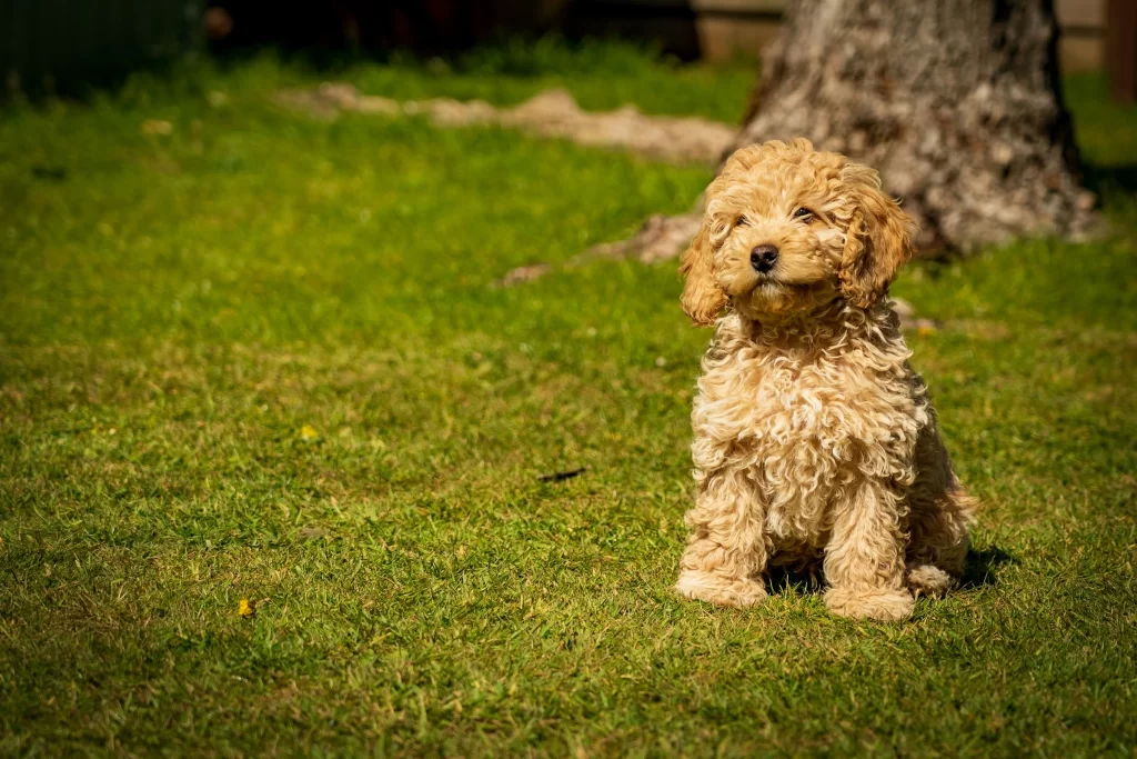 cockapoo-small-fluffy-hypoallergenic-dog