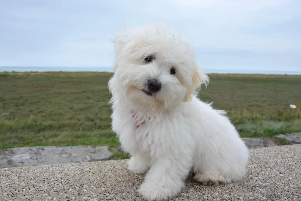 coton-de-tulear-small-fluffy-dog-madagascar