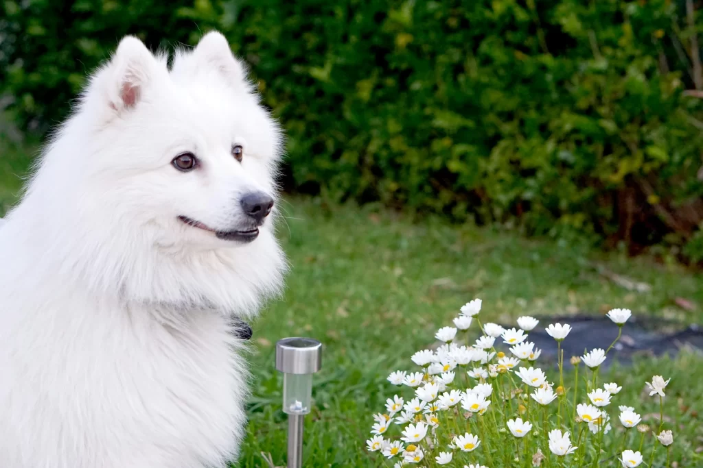japanese-spitz-small-fluffy-white-dog-breed