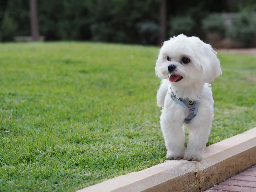 maltese-small-white-fluffy-dog-silky-coat