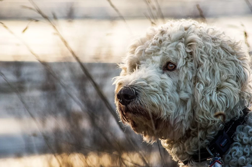 mini-goldendoodle-small-fluffy-family-dog