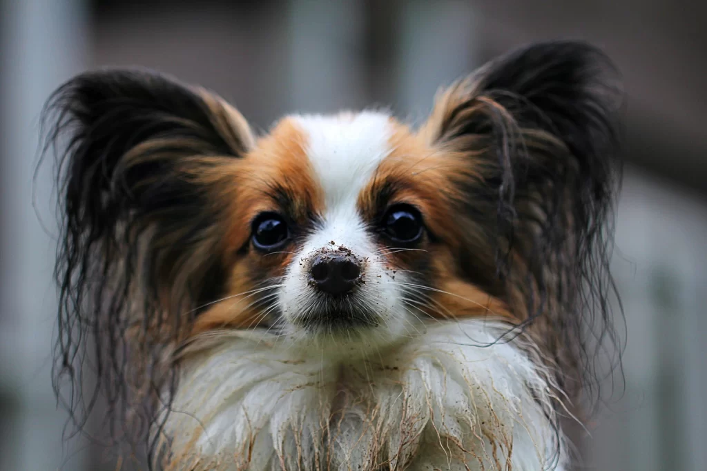 papillon-small-fluffy-dog-butterfly-ears