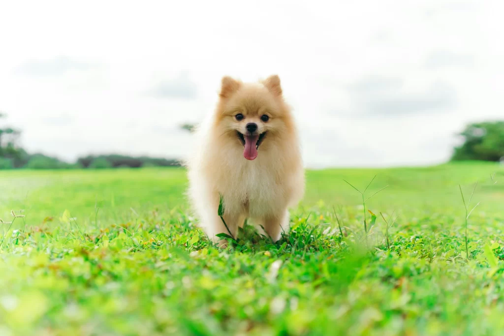 pomeranian-small-fluffy-dog-breed-orange-coat
