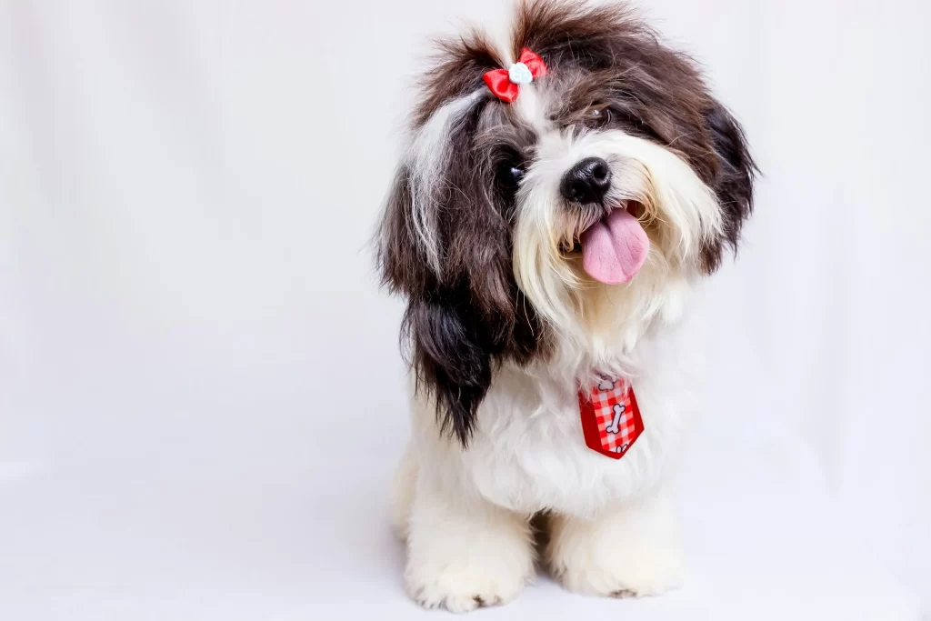 shih-tzu-small-fluffy-dog-breed