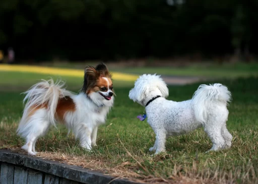 small-fluffy-dog-breeds-complete-guide