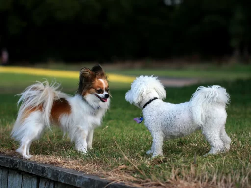 small-fluffy-dog-breeds-complete-guide