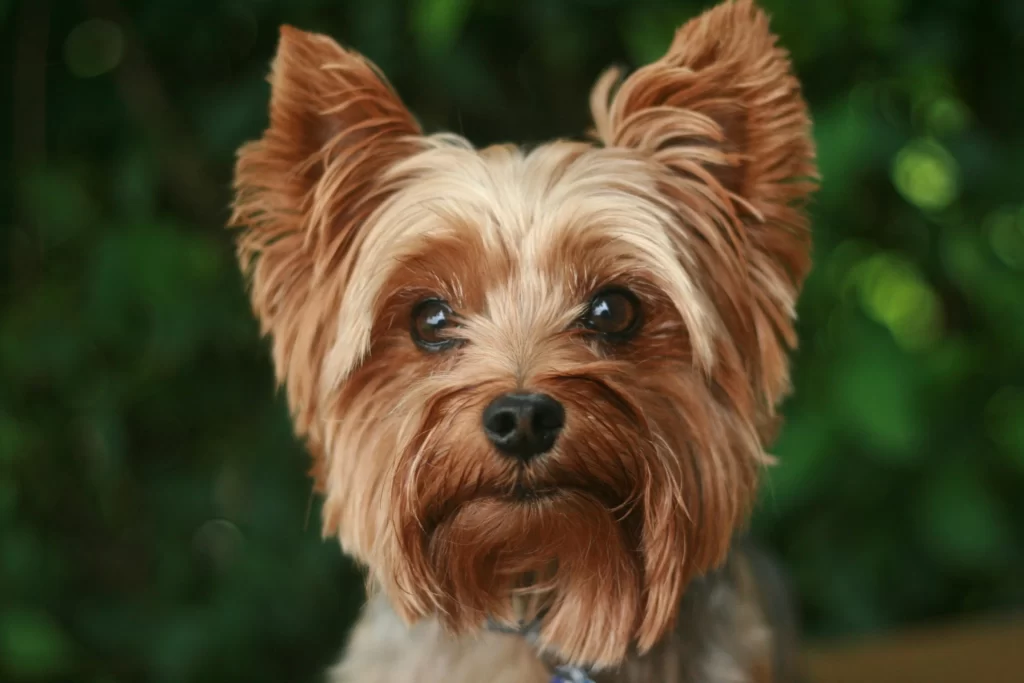 yorkshire-terrier-small-fluffy-dog-long-hair
