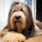 Big Fluffy Dog Breeds - DogsLoversBlog