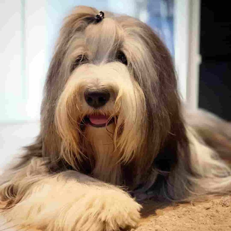 pull along fluffy dog
