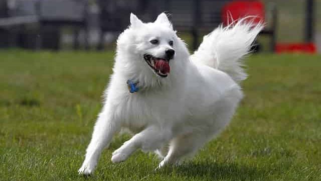 medium fluffy dog breeds