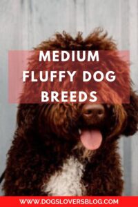 Medium Fluffy Dog Breeds