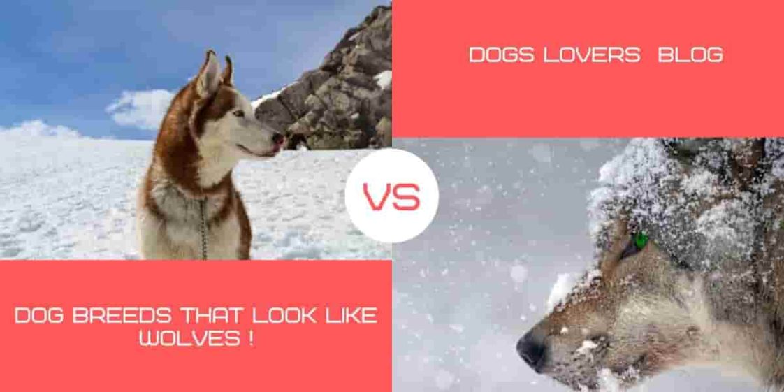 11 Best Dog Breeds That Look Like Wolves Discover the Fascinating Dog