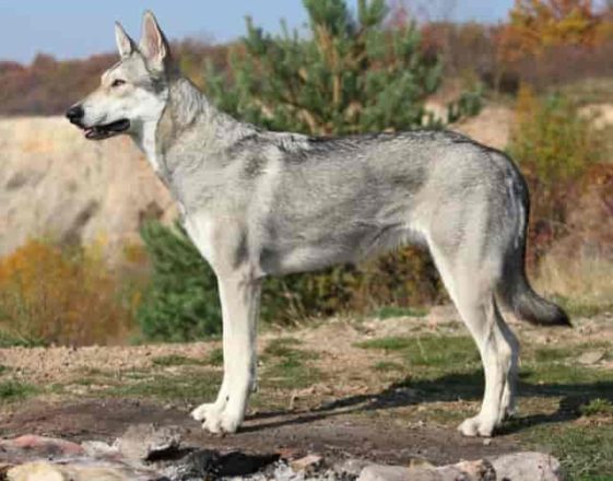 11 Best Dog Breeds That Look Like Wolves: Discover the Fascinating Dog ...