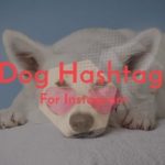Dog Hashtags For Instagram