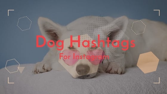 Dog Hashtags For Instagram | Make Your Dog Famous Already 2023