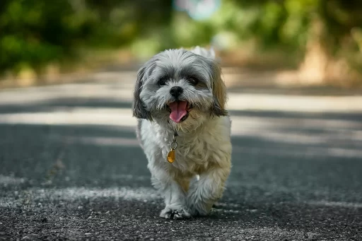 Most Popular Shih Tzu Dog Names