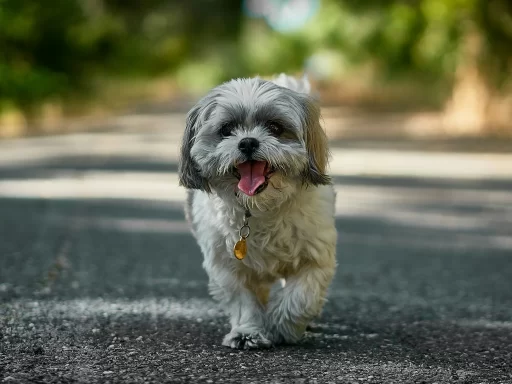 Most Popular Shih Tzu Dog Names