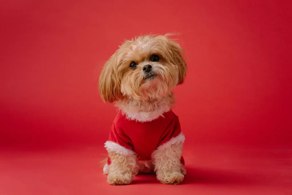 shih tzu name ideas