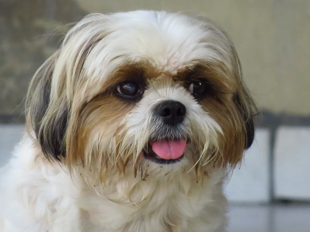 shih tzu names list