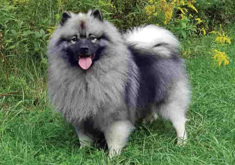 Best Small Dog Breeds For Kids - Keeshond