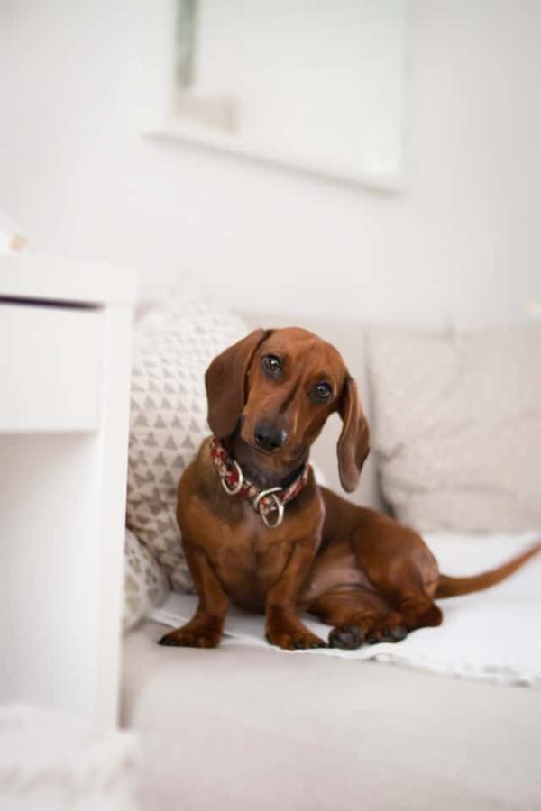 The 9 Best Dogs Breeds for Apartments Best Apartment Dogs 2023