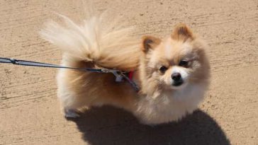 most secure dog collar